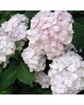 Hydrangea Mme Em. Mouillere
